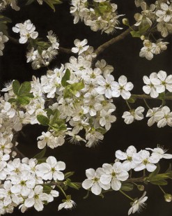 Mia Tarney Cherry Blossom