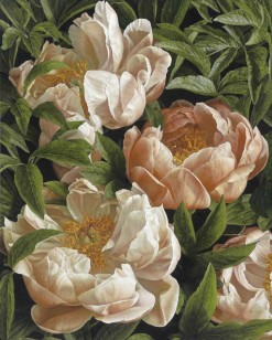 Mia Tarney Coral Charm Peony