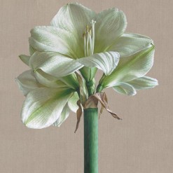 Mia Tarney White Amaryllis