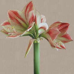 Mia Tarney Clown Amaryllis