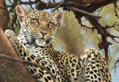Pip McGarry Leopard in Tree Collectors edition