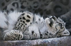 Pip McGarry Snow Leopard Cub
