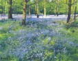 Richard Thorn Bluebell Wood